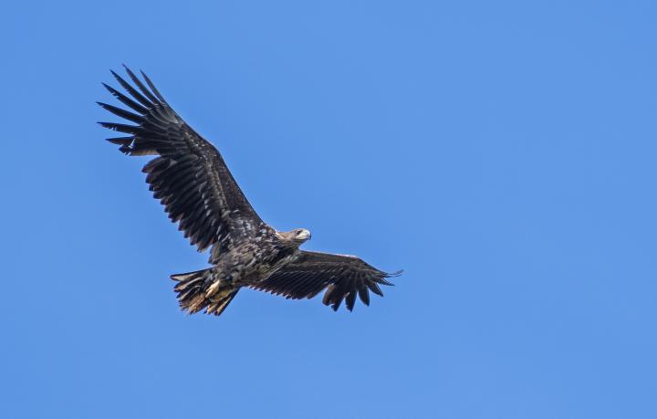  Orel mořský ( Haliaeetus albicillus)
