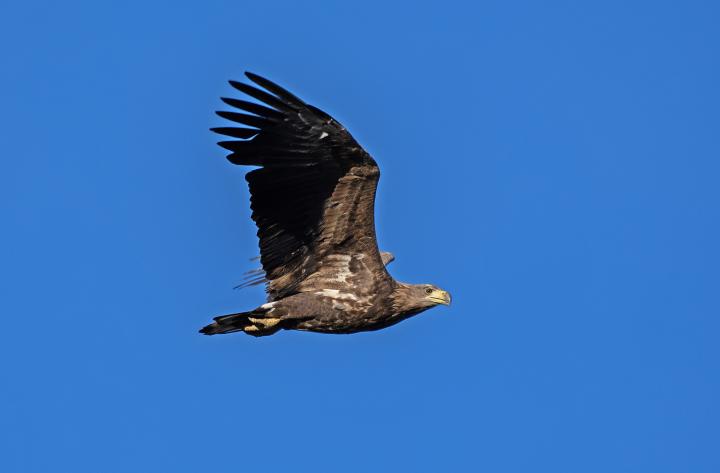  Orel mořský ( Haliaeetus albicillus)