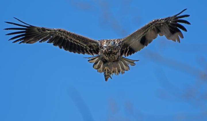 Orel mořský ( Haliaeetus albicillus)