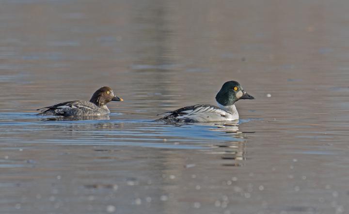 Hohol severní (Bucephala clangula)