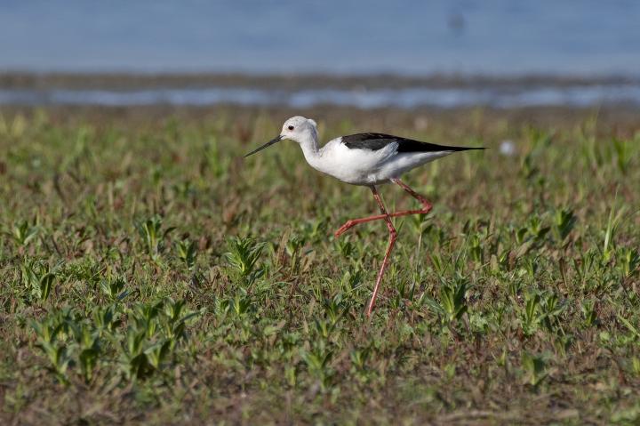 Pisila čáponohá (Himantopus himantopus)