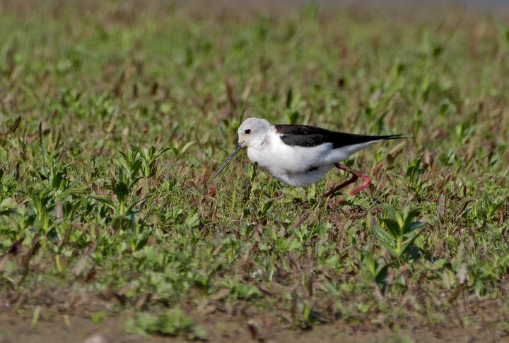 Pisila čáponohá (Himantopus himantopus)
