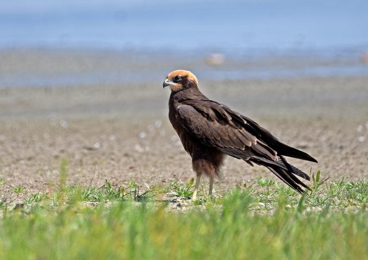 Moták pochop (Circus aeruginosus)