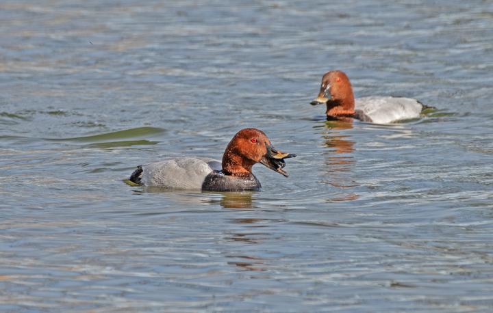 Polák velký (Aythya ferina)