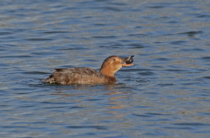 Polák velký (Aythya ferina)