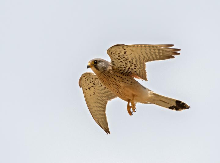 Poštolka obecná (Falco tinunculus)