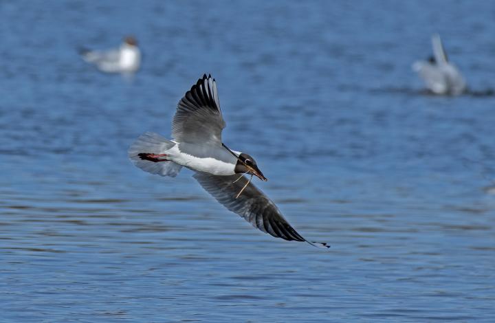 Racek chechtavý (Larus ridibundus)
