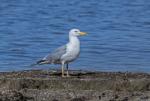 Racek stříbřitý (Larus argentatus)
