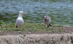 Racek stříbřitý (Larus argentatus)