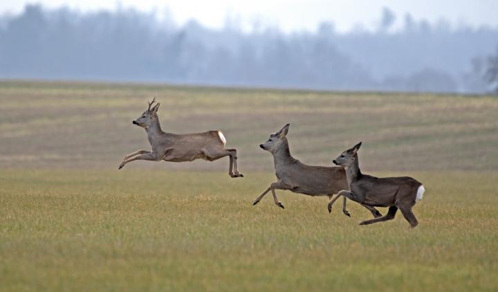  Srnec obecný ( Capreolus capreolus )