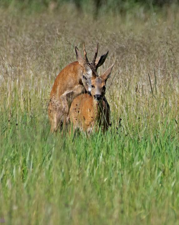  Srnec obecný ( Capreolus capreolus )