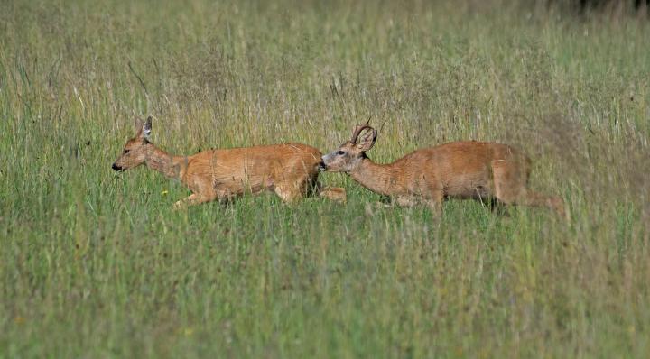  Srnec obecný ( Capreolus capreolus )