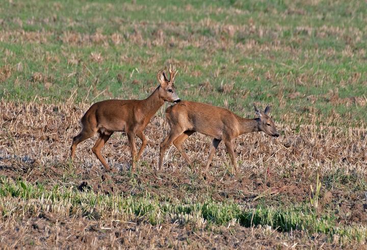  Srnec obecný ( Capreolus capreolus )