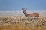  Srnec obecný ( Capreolus capreolus )
