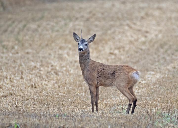  Srnec obecný ( Capreolus capreolus )