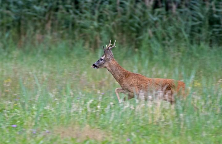  Srnec obecný ( Capreolus capreolus )