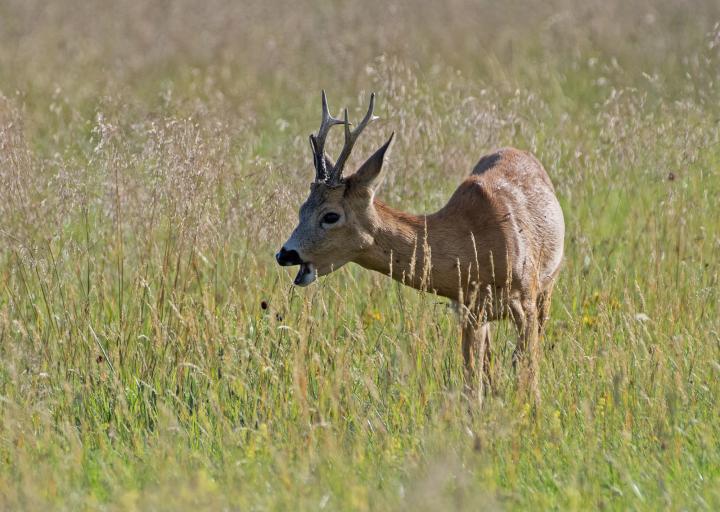  Srnec obecný ( Capreolus capreolus )