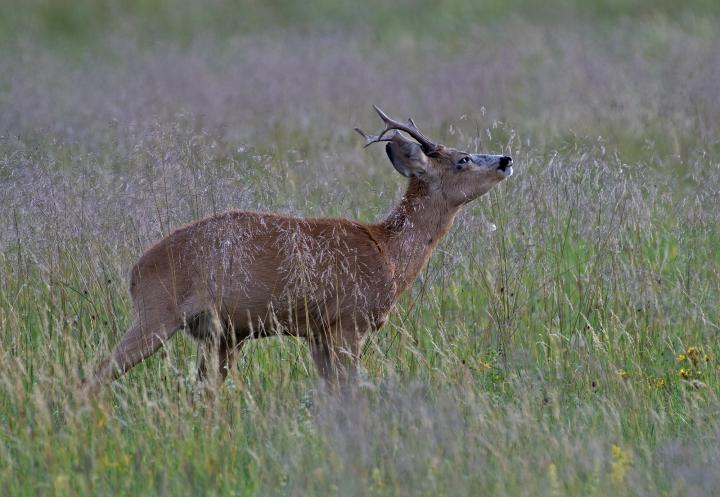  Srnec obecný ( Capreolus capreolus )