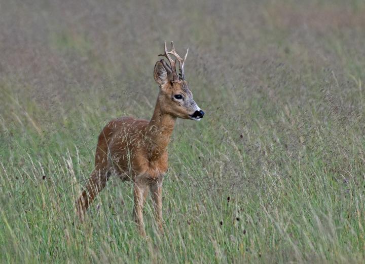  Srnec obecný ( Capreolus capreolus )