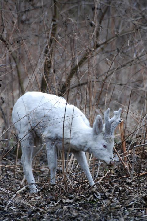  Srnec obecný ( Capreolus capreolus )