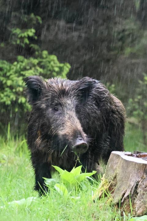  Prase divoké ( Sus scrofa)