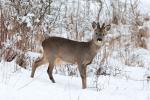  Srnec obecný ( Capreolus capreolus )