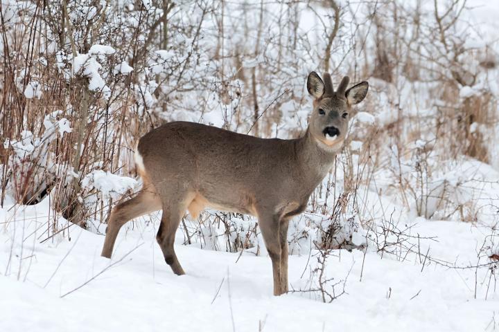 Srnec obecný ( Capreolus capreolus )