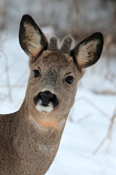  Srnec obecný ( Capreolus capreolus )