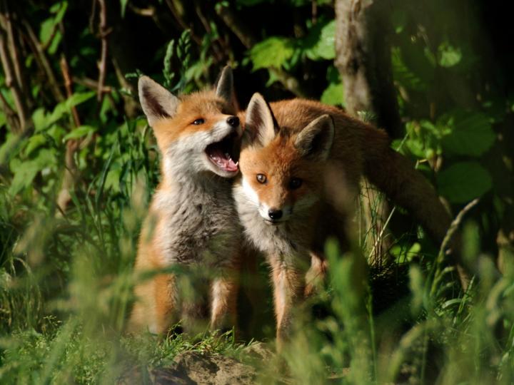  Liška obecná ( Vulpes Vulpes)
