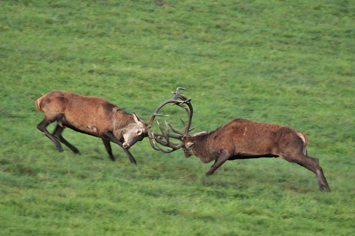 Jelen lesní (Cervus elaphus)