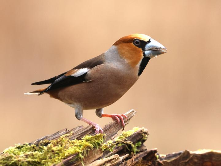 Dlask tlustozobý (Coccothraustes coccothraustes)