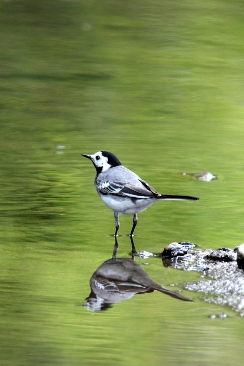 Konipas bílý  (Motacilla alba)
