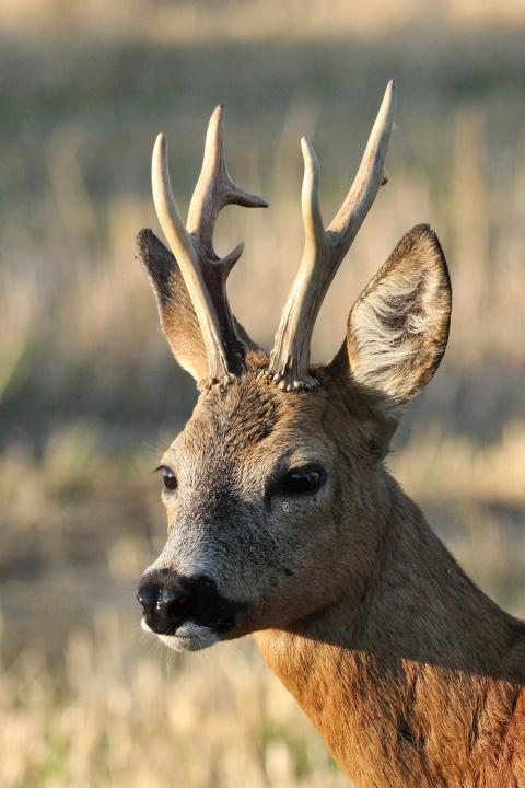  Srnec obecný ( Capreolus capreolus )