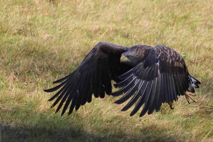  Orel mořský ( Haliaeetus albicillus)