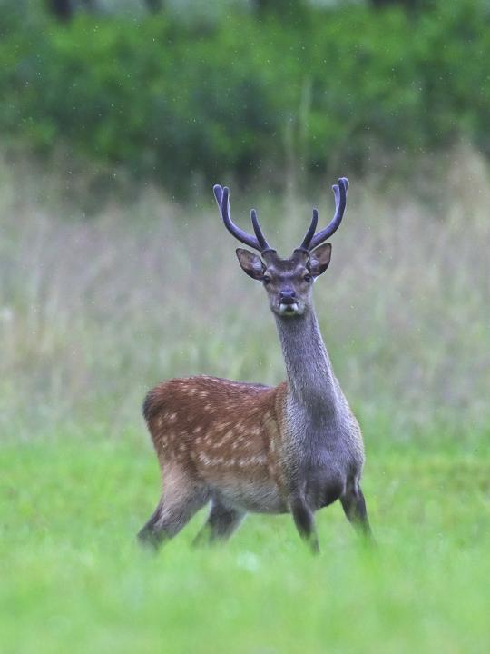 Jelen sika japonský (Cervus nippon nippon)