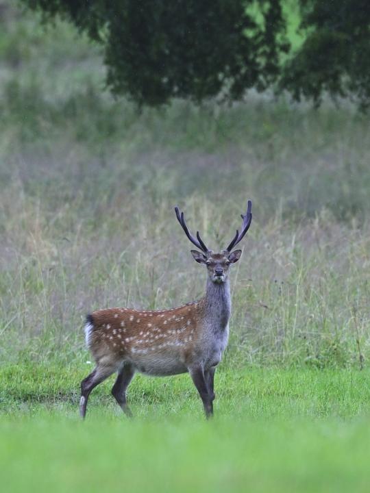 Jelen sika japonský (Cervus nippon nippon)