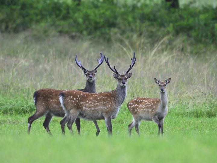 Jelen sika japonský (Cervus nippon nippon)