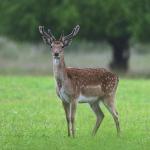 Daněk skvrnitý (Dama dama)