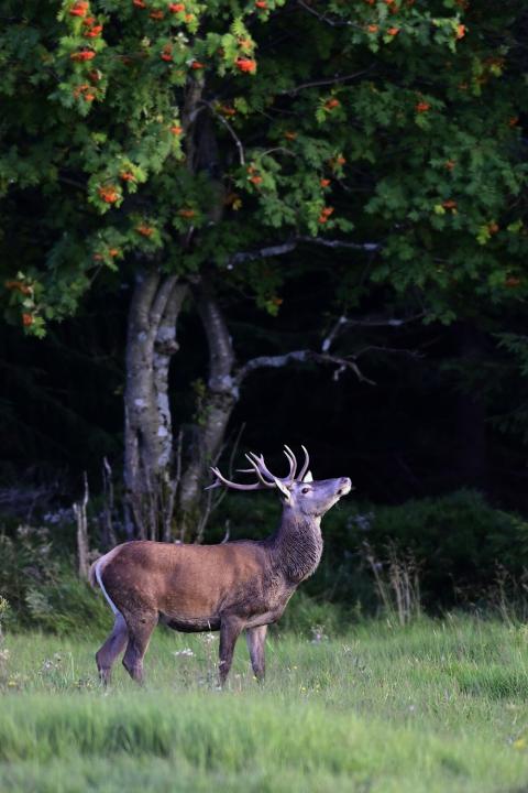 Jelen lesní (Cervus elaphus)