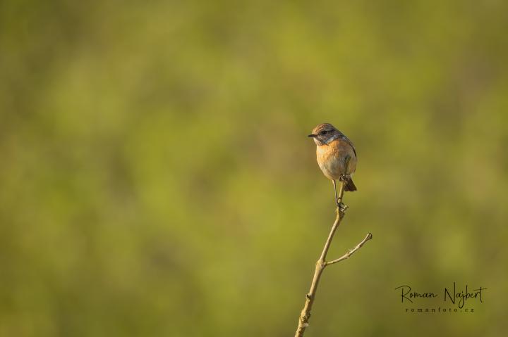 Bramborníček černohlavý (Saxicola rubicola)