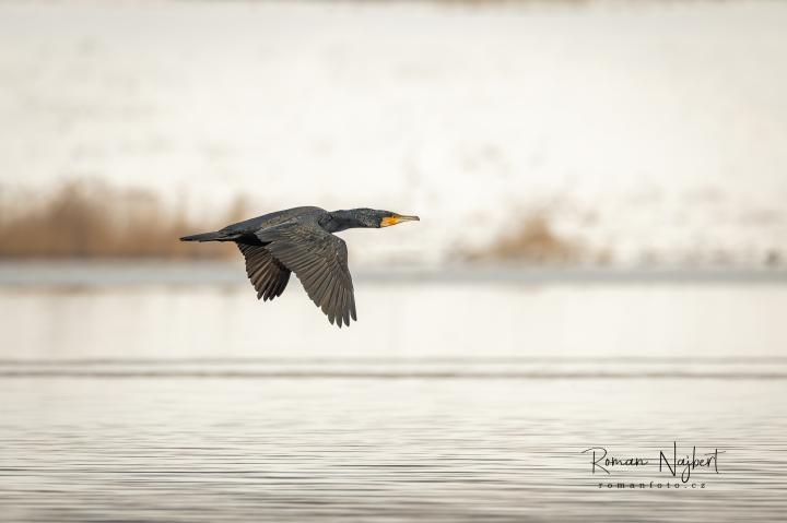 Kormorán velký (Phalacrocorax aristotelis)