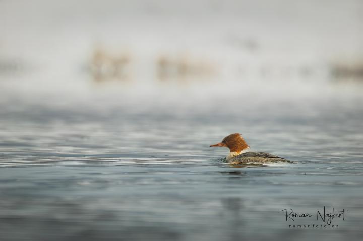 Morčák velký (Mergus merganser)