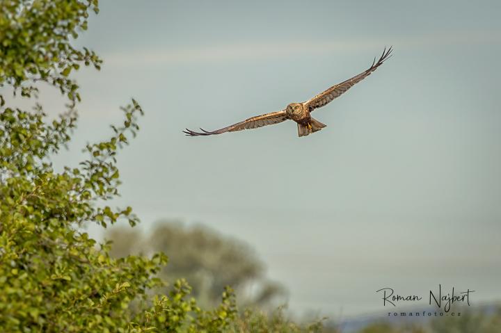 Moták pochop (Circus aeruginosus)