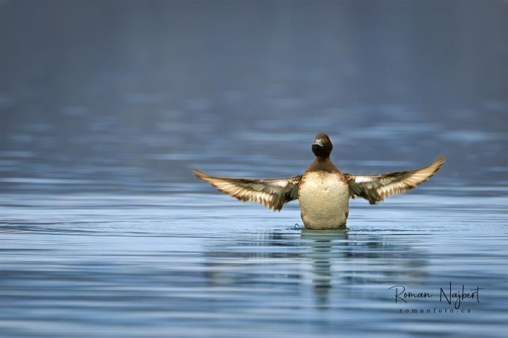 Polák chocholačka (Aythya fuligula)