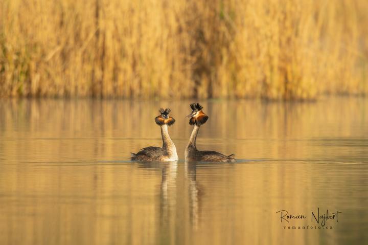 Potápka roháč  (Podiceps cristatus)