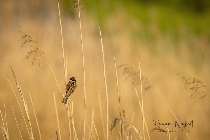 Strnad rákosní (Emberiza schoeniclus)