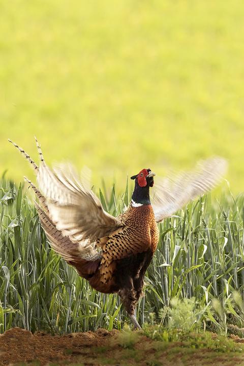 Bažant obecný (Phasianus colchicus)
