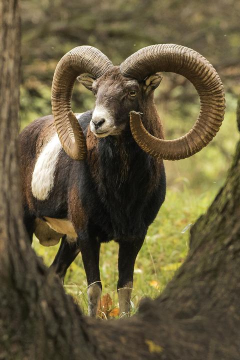 Muflon (Ovis musimon)