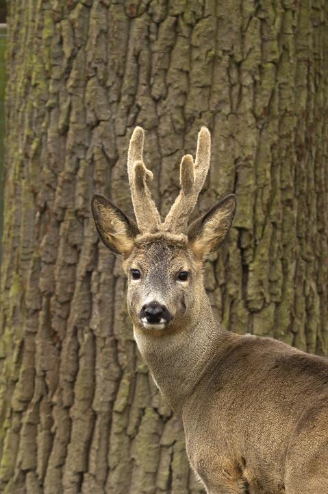  Srnec obecný ( Capreolus capreolus )