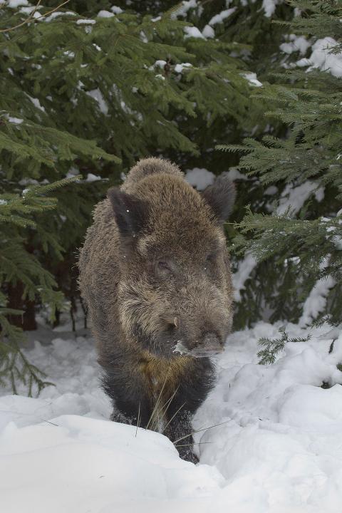  Prase divoké ( Sus scrofa)